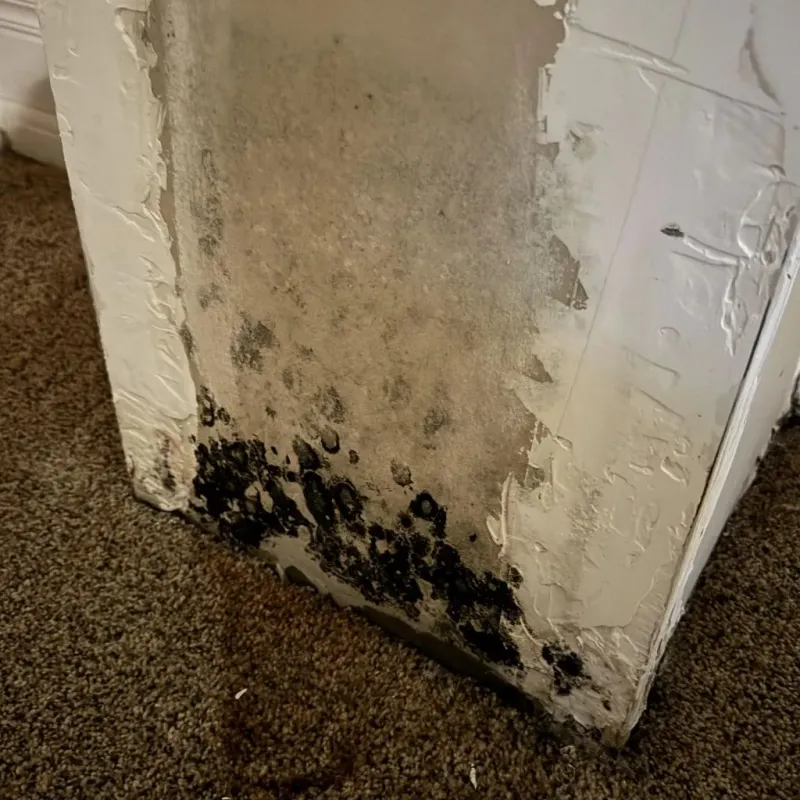 Professional Mold Removal in Eastover, NC